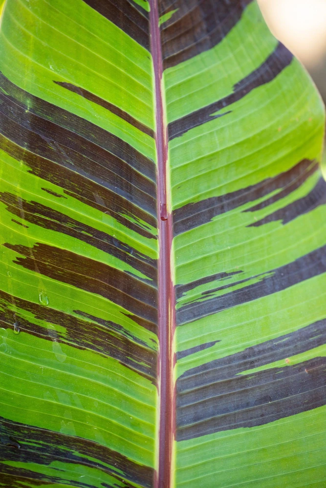 Red Tiger Banana Seeds - Hardy Musa Sikkimensis Fruit Tree - 5 Seeds - Image 1