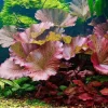 Red Tiger Lotus Water Lily Plant Seeds - 3 Pcs for Aquarium & Pond - Image 1