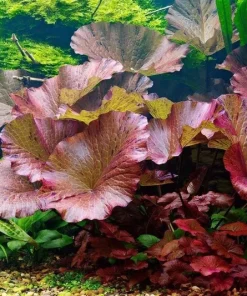 Red Tiger Lotus Water Lily Plant Seeds - 3 Pcs for Aquarium & Pond - Image 1