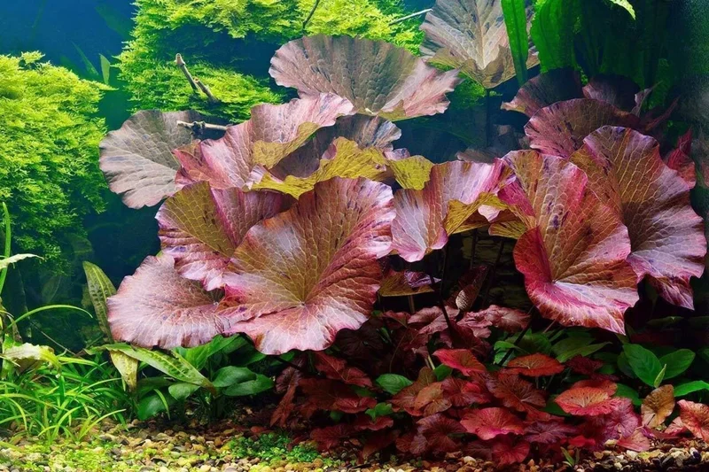 Red Tiger Lotus Water Lily Plant Seeds - 3 Pcs for Aquarium & Pond - Image 1