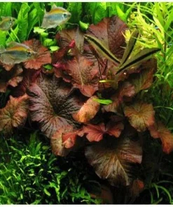 Red Tiger Lotus Water Lily Plant Seeds - 3 Pcs for Aquarium & Pond - Image 2