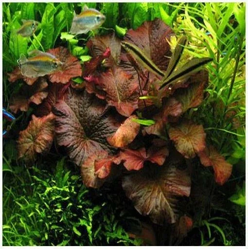 Red Tiger Lotus Water Lily Plant Seeds - 3 Pcs for Aquarium & Pond - Image 2