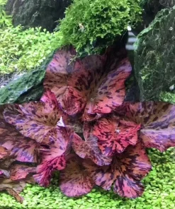 Red Tiger Lotus Water Lily Plant Seeds - 3 Pcs for Aquarium & Pond - Image 3