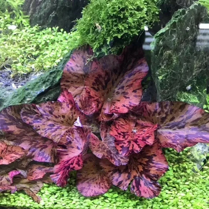 Red Tiger Lotus Water Lily Plant Seeds - 3 Pcs for Aquarium & Pond - Image 3