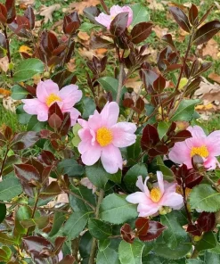 Red Tip Camellia Live Plant - 4" Pot - Fall Blooming Evergreen Shrub - Image 2