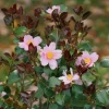 Red Tip Camellia Live Plant - 4" Pot - Fall Blooming Evergreen Shrub - Image 1