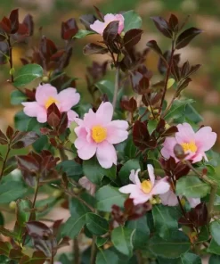 Red Tip Camellia Live Plant - 4
