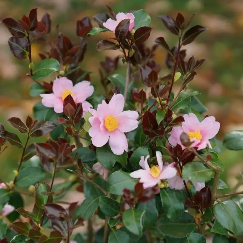 Red Tip Camellia Live Plant - 4" Pot - Fall Blooming Evergreen Shrub - Image 1