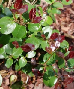 Red Tip Camellia Live Plant - 4