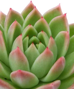 Red Tip Echeveria Agavoides Succulent Live Plant - 2 Plants 2" Pots - Indoor/Outdoor - Image 2