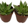 Red Tip Echeveria Agavoides Succulent Live Plant - 2 Plants 2" Pots - Indoor/Outdoor - Image 1