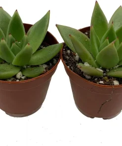 Red Tip Echeveria Agavoides Succulent Live Plant - 2 Plants 2