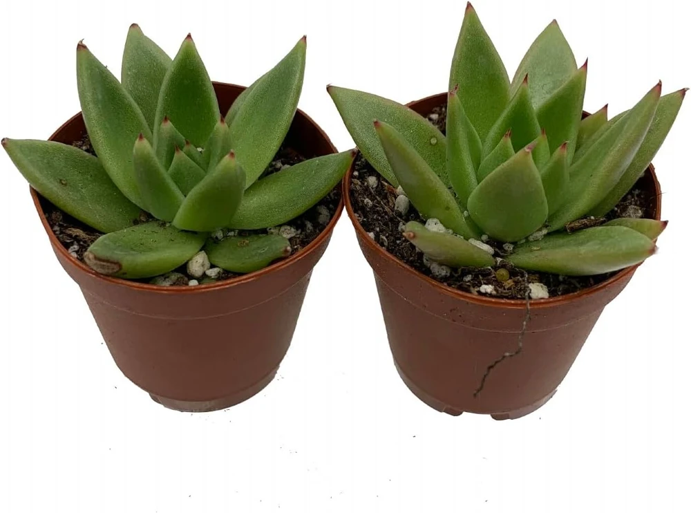 Red Tip Echeveria Agavoides Succulent Live Plant - 2 Plants 2" Pots - Indoor/Outdoor - Image 1