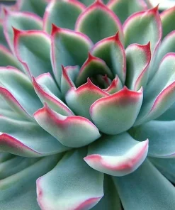 Red Tipped Desert Rose Succulent - Echeveria pulidonis - 2.5" Pot Live Plant - Image 2