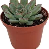 Red Tipped Desert Rose Succulent - Echeveria pulidonis - 2.5" Pot Live Plant - Image 1
