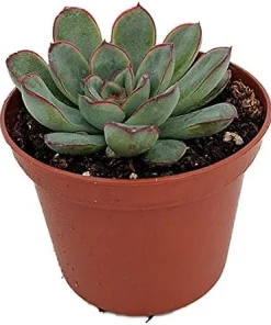 Red Tipped Desert Rose Succulent - Echeveria pulidonis - 2.5