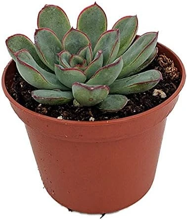Red Tipped Desert Rose Succulent - Echeveria pulidonis - 2.5" Pot Live Plant - Image 1