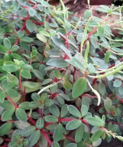 Red Trailing Peperomia Rubella Live Plant - 2.5" Pot - Indoor Vine - Image 2