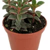 Red Trailing Peperomia Rubella Live Plant - 2.5" Pot - Indoor Vine - Image 1