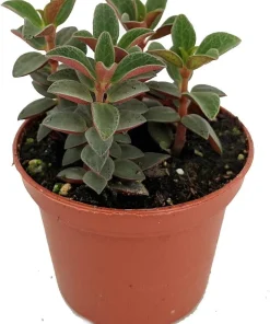 Red Trailing Peperomia Rubella Live Plant - 2.5