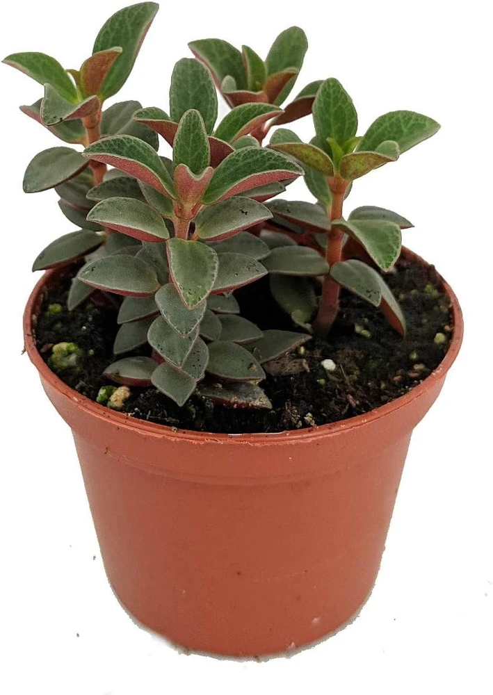Red Trailing Peperomia Rubella Live Plant - 2.5" Pot - Indoor Vine - Image 1