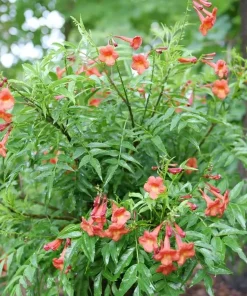 Red Trumpet Bush Live Plant - Tecoma stans - Compact Shrub - 4 inch Pot - Image 2
