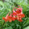 Red Trumpet Bush Live Plant - Tecoma stans - Compact Shrub - 4 inch Pot - Image 1
