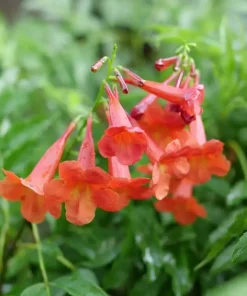 Red Trumpet Bush Live Plant - Tecoma stans - Compact Shrub - 4 inch Pot - Image 1