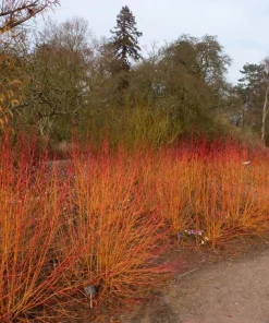 Red Twig Dogwood Live Plant – Arctic Fire – 4 inch Pot – Outdoor Shrub - Image 2