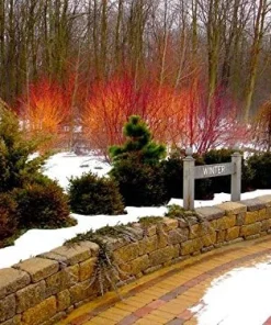 Red Twig Dogwood Live Plant – Arctic Fire – 4 inch Pot – Outdoor Shrub - Image 3