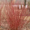 Red Twig Dogwood Live Plant – Arctic Fire – 4 inch Pot – Outdoor Shrub - Image 1