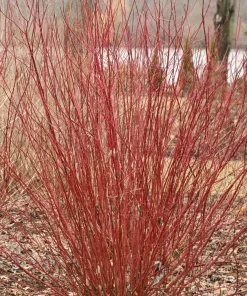 Red Twig Dogwood Live Plant – Arctic Fire – 4 inch Pot – Outdoor Shrub - Image 1
