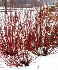 Red Twig Dogwood Live Plant – Arctic Fire – 4 inch Pot – Outdoor Shrub - Image 4