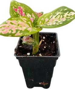 Red Valentine Chinese Evergreen Plant - 2.5" Pot - Aglaonema - Live Indoor Houseplant - Image 2