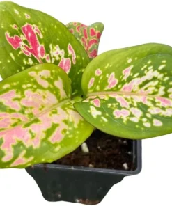 Red Valentine Chinese Evergreen Plant - 2.5
