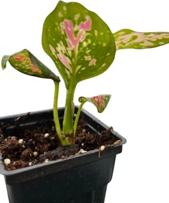 Red Valentine Chinese Evergreen Plant - 2.5