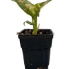 Red Valentine Chinese Evergreen Plant - 2.5" Pot - Aglaonema - Live Indoor Houseplant - Image 1
