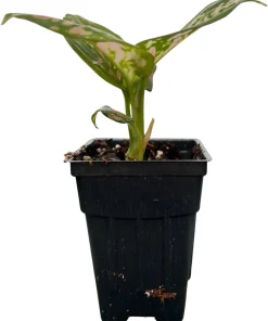 Red Valentine Chinese Evergreen Plant - 2.5