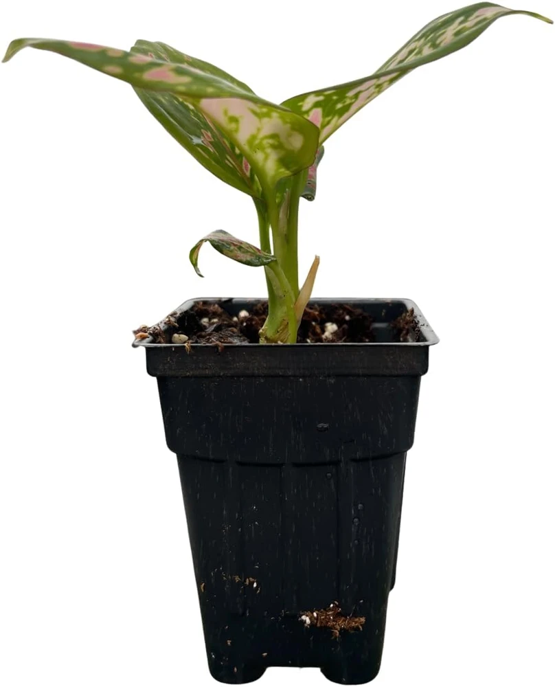 Red Valentine Chinese Evergreen Plant - 2.5" Pot - Aglaonema - Live Indoor Houseplant - Image 1