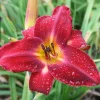 Red Volunteer Daylily Bare Root Plant - 3 Fans, Vibrant Red Flowers, Perennial - Image 1