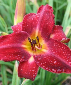 Red Volunteer Daylily Bare Root Plant - 3 Fans, Vibrant Red Flowers, Perennial - Image 1
