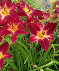 Red Volunteer Daylily Bare Root Plant - 3 Fans, Vibrant Red Flowers, Perennial - Image 2