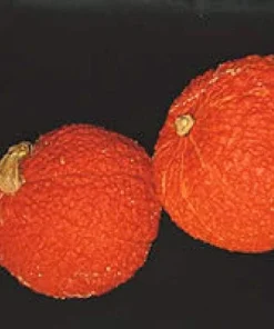 Red Warty Thing Squash Seeds - 10 Seeds - Unique Decorative & Edible Gourd - Image 1