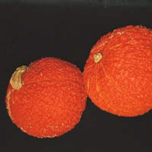 Red Warty Thing Squash Seeds - 10 Seeds - Unique Decorative & Edible Gourd - Image 1