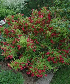 Red Weigela Live Plant – Ruby Red Weigela Shrub, 4 inch pot, 6-12 inches tall, Outdoor - Image 3