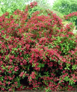 Red Weigela Live Plant – Ruby Red Weigela Shrub, 4 inch pot, 6-12 inches tall, Outdoor - Image 4