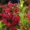 Red Weigela Live Plant – Ruby Red Weigela Shrub, 4 inch pot, 6-12 inches tall, Outdoor - Image 1