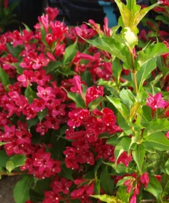 Red Weigela Live Plant – Ruby Red Weigela Shrub, 4 inch pot, 6-12 inches tall, Outdoor - Image 1