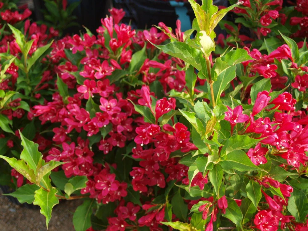 Red Weigela Live Plant – Ruby Red Weigela Shrub, 4 inch pot, 6-12 inches tall, Outdoor - Image 1