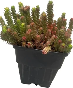 Red Wiggle Stonecrop Live Plant – Sedum Perennial – Quart Pot – Full Sun - Image 2